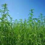 Introduction to Hemp Farming